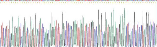 Recombinant Cyclic AMP Response Element Binding Protein (CREB)