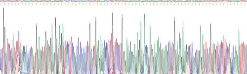 Recombinant Microtubule Associated Protein 2 (MAP2)