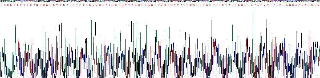 Recombinant 5-Lipoxygenase (5-LO)