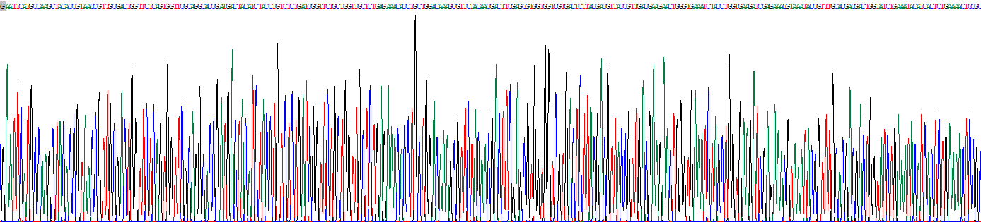 Recombinant 5-Lipoxygenase (5-LO)