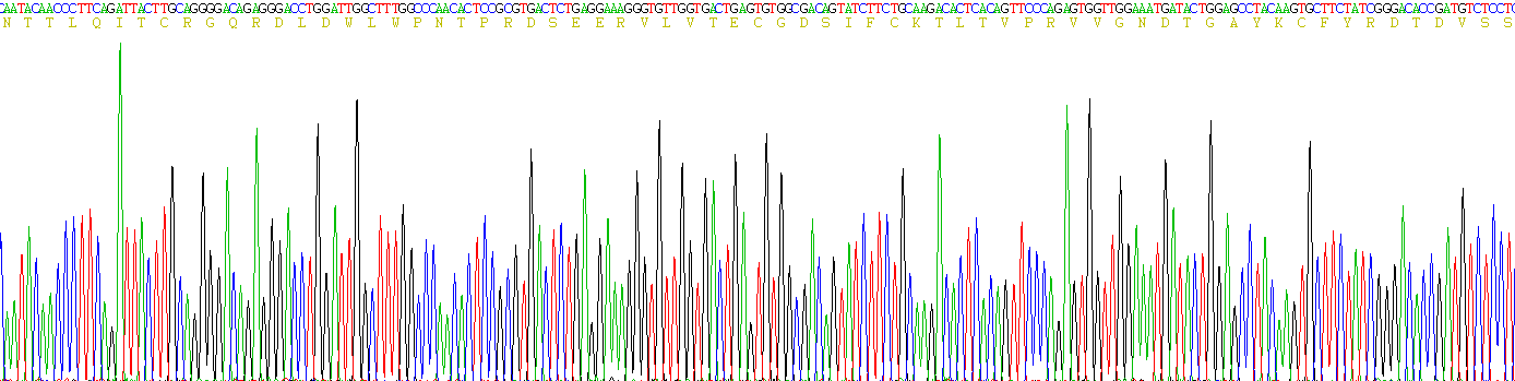 Recombinant Vascular Endothelial Growth Factor Receptor 2 (VEGFR2)