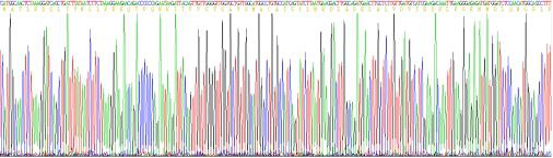 Recombinant Lactate Dehydrogenase A (LDHA)