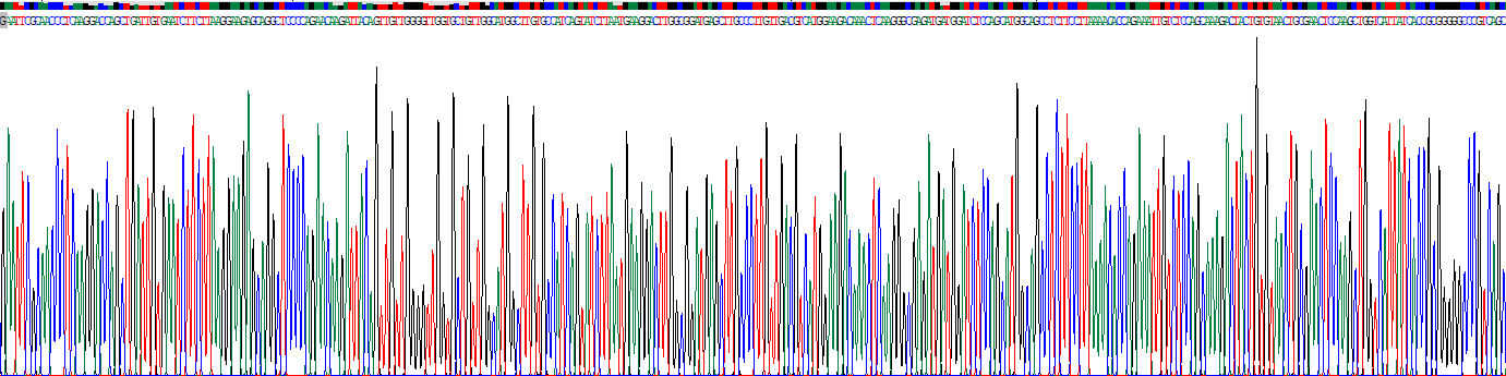 Recombinant Lactate Dehydrogenase A (LDHA)