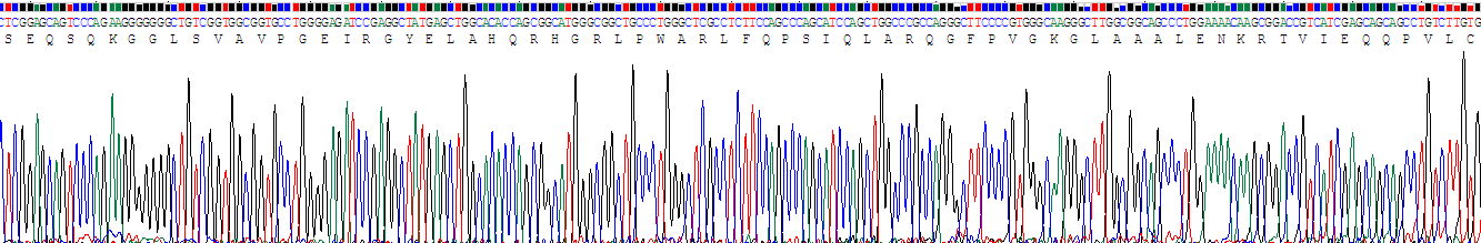 Recombinant Gamma-Glutamyltransferase 1 (gGT1)