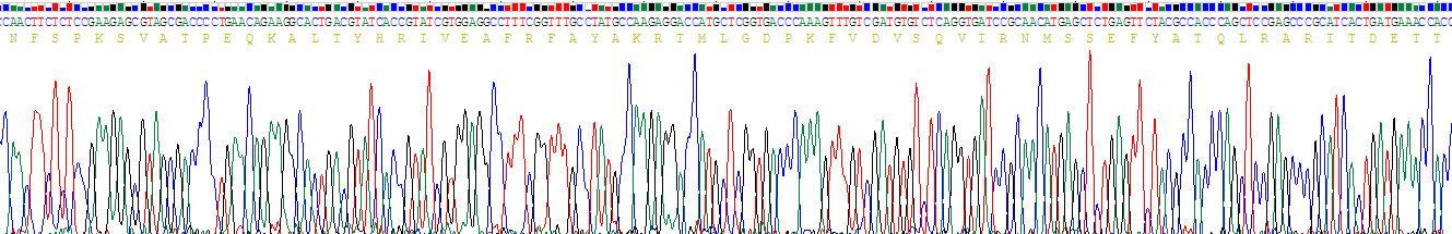 Recombinant Gamma-Glutamyltransferase 1 (gGT1)