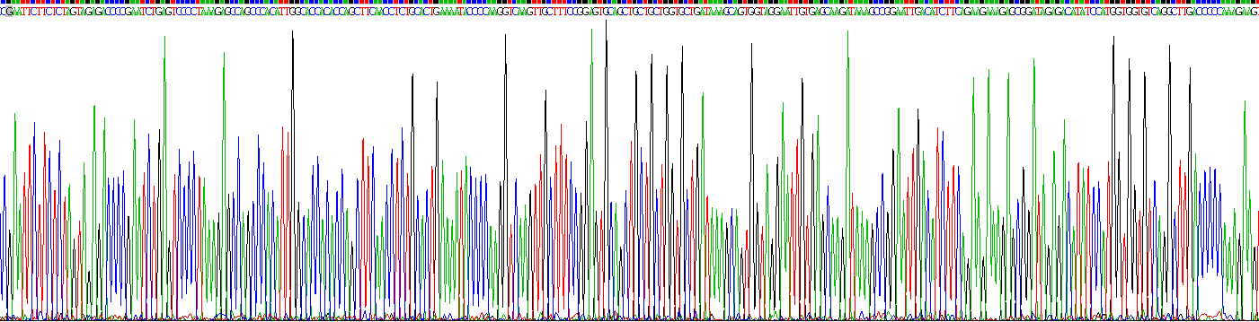 Recombinant Breast Cancer Susceptibility Protein 1 (BRCA1)