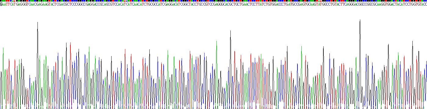 Recombinant Anoctamin 1 (ANO1)