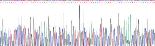 Recombinant Cluster of Differentiation 90 (CD90)