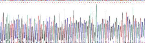 Recombinant Protease, Serine 2 (PRSS2)