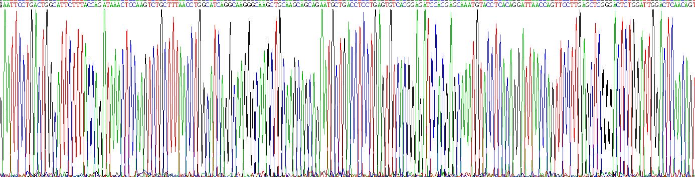 Recombinant Mannose Receptor C Type 1 (MRC1)