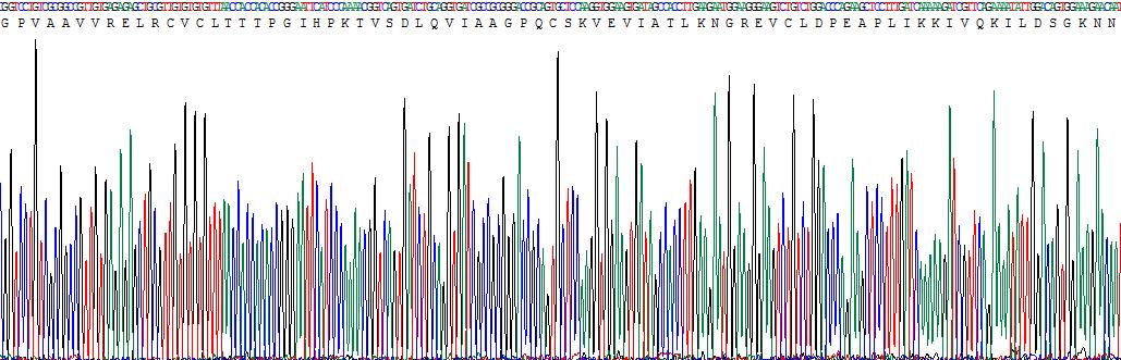 Recombinant Granulocyte Chemotactic Protein 2 (GCP2)