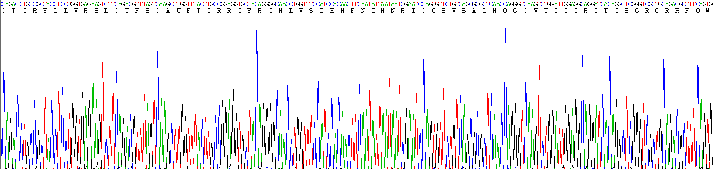 Recombinant Major Basic Protein (MBP)