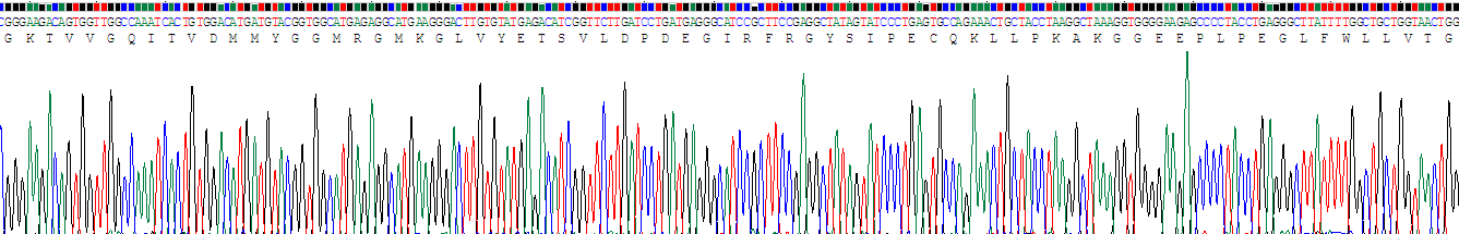 Recombinant Citrate Synthase (CS)