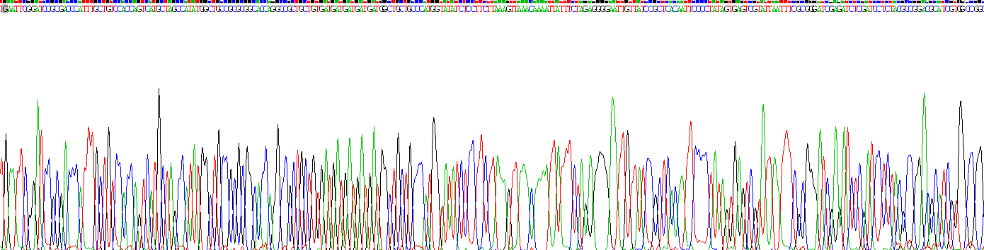 Recombinant Insulin Like Growth Factor Binding Protein 7 (IGFBP7)