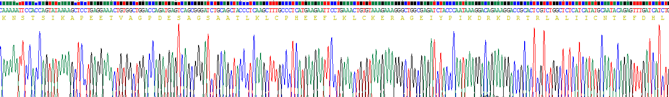 Recombinant Caspase 4 (CASP4)