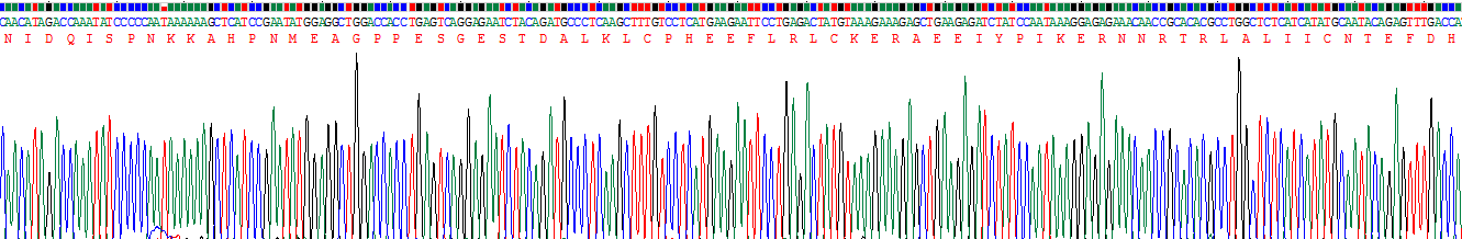 Recombinant Caspase 4 (CASP4)