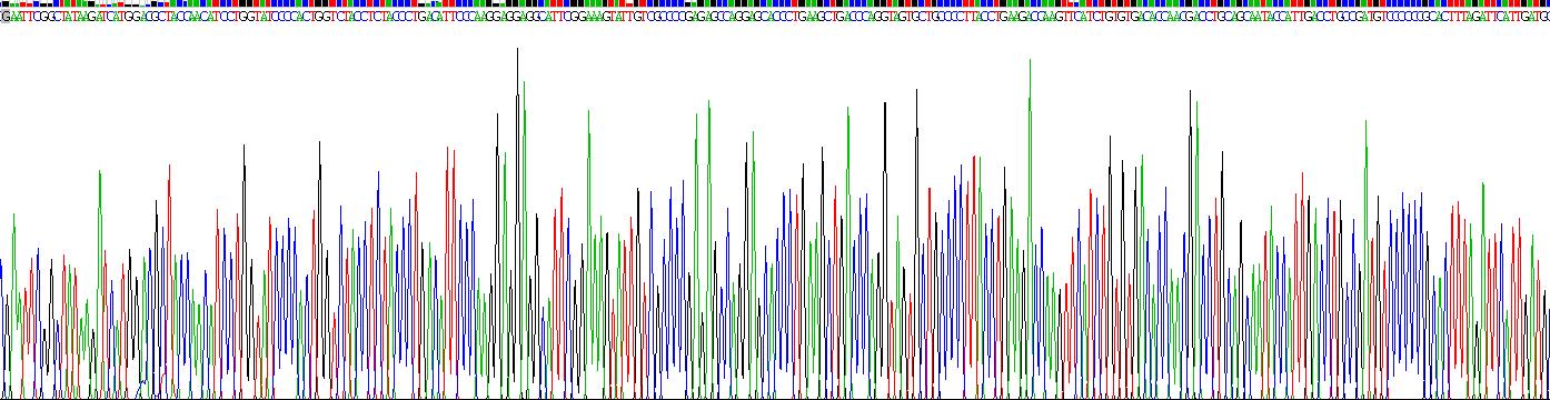 Recombinant Signal Transducer And Activator Of Transcription 3 (STAT3)