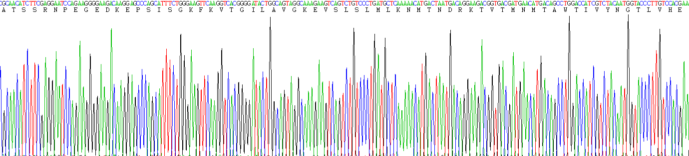 Recombinant Transglutaminase 3, Epidermal (TGM3)