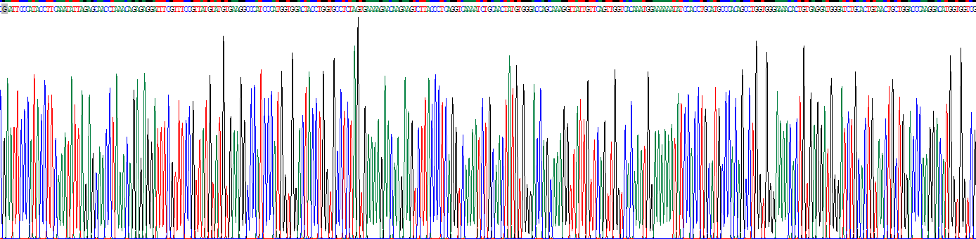 Recombinant Nuclear Factor Kappa B (NFkB)
