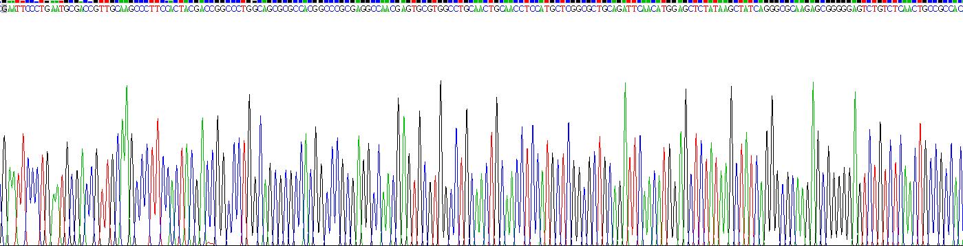 Recombinant Netrin 1 (Ntn1)