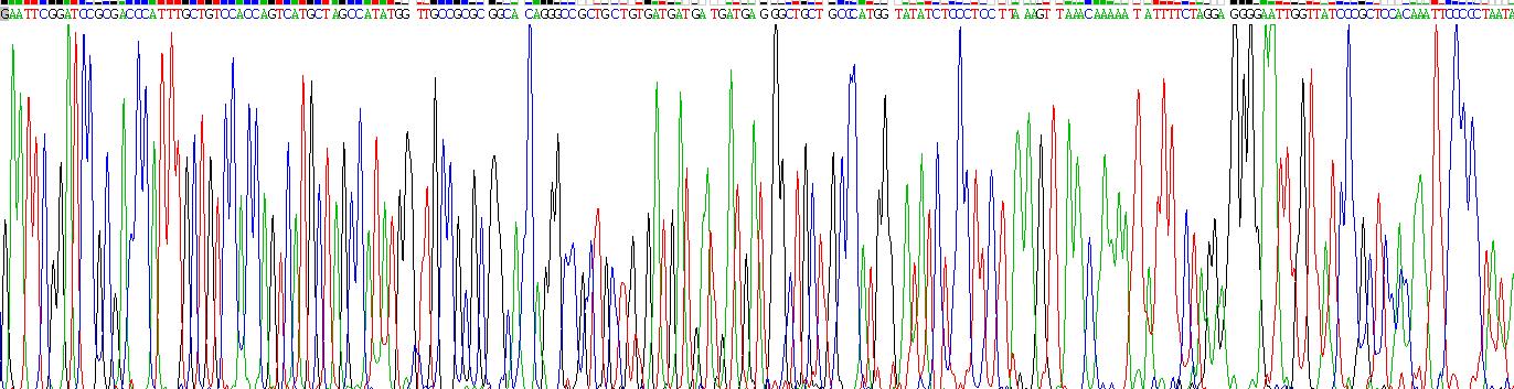 Recombinant Matrix Metalloproteinase 20 (MMP20)