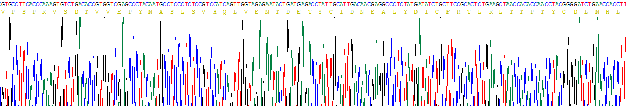 Recombinant Tubulin Beta (TUBb)