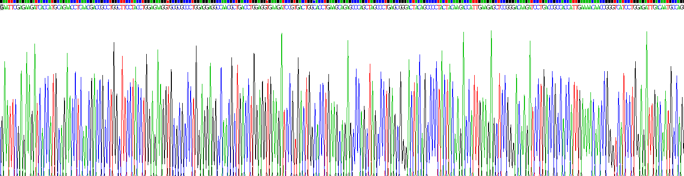 Recombinant Cytokeratin 13 (CK13)