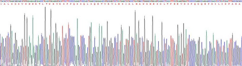 Recombinant Matrix Metalloproteinase 25 (MMP25)