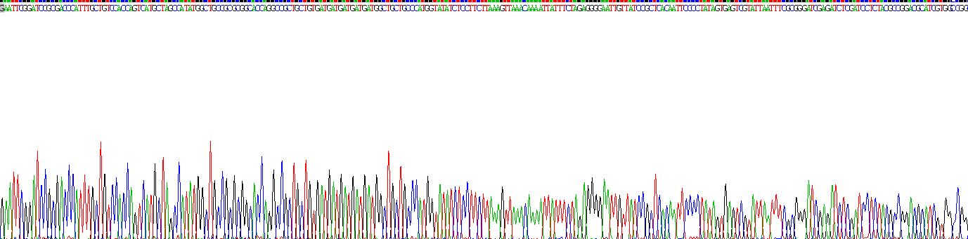 Recombinant Syndecan 4 (SDC4)