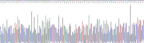 Recombinant Pigment Epithelium Derived Factor (PEDF)