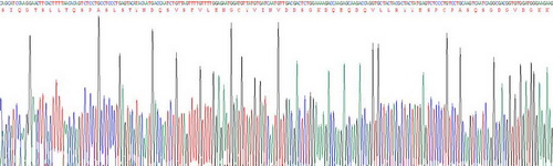 Recombinant Interleukin 33 (IL33)