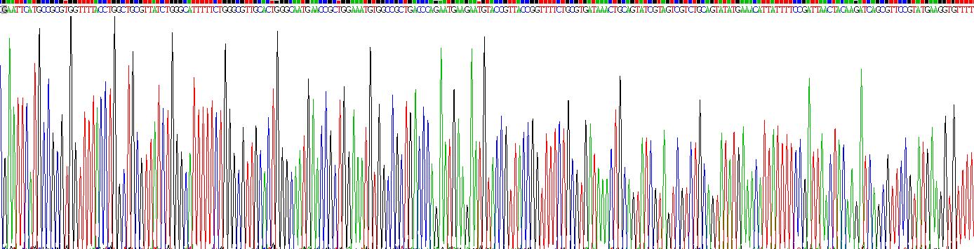 Recombinant Interleukin 34 (IL34)