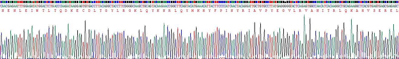 Recombinant Interleukin 34 (IL34)