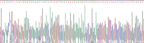 Recombinant Glucose Transporter 2 (GLUT2)