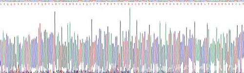 Recombinant Receptor Activator Of Nuclear Factor Kappa B (RANk)