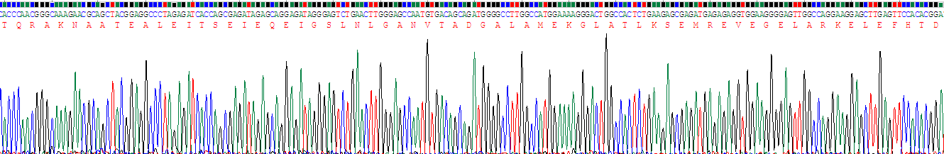 Recombinant Laminin Gamma 2 (LAMC2)