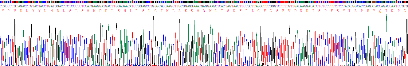 Recombinant Integrin Beta 5 (ITGb5)