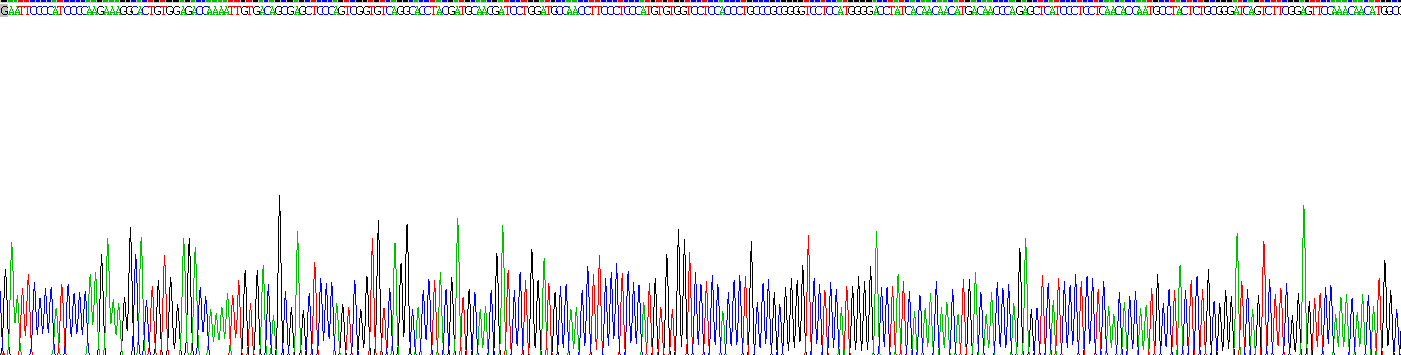 Recombinant Collagen Type XVII (COL17)