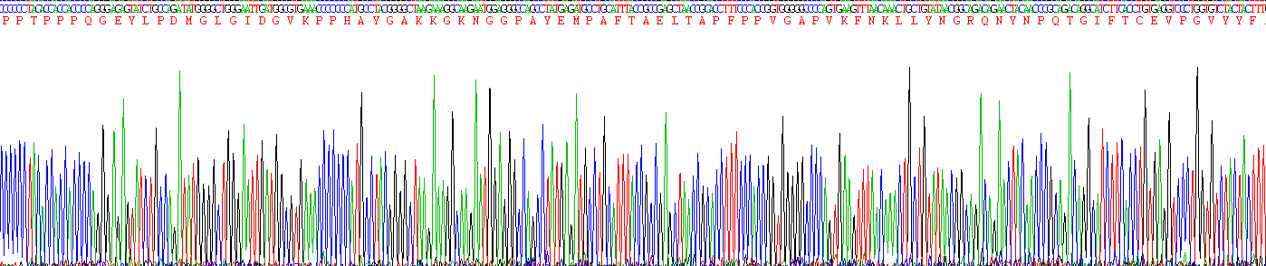 Recombinant Collagen Type VIII Alpha 1 (COL8a1)