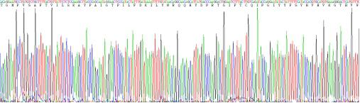 Recombinant Collagen Type X (COL10)