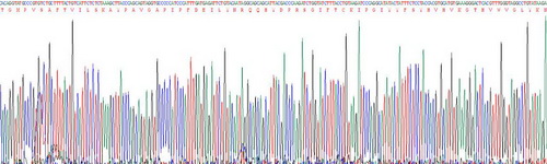 Recombinant Collagen Type X (COL10)