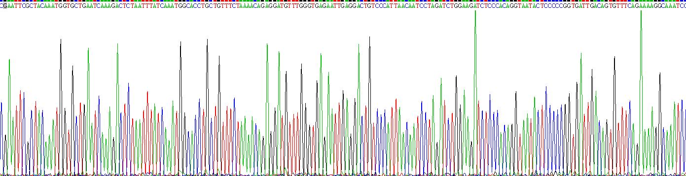 Recombinant Adenomatosis Polyposis Coli Protein (APC)