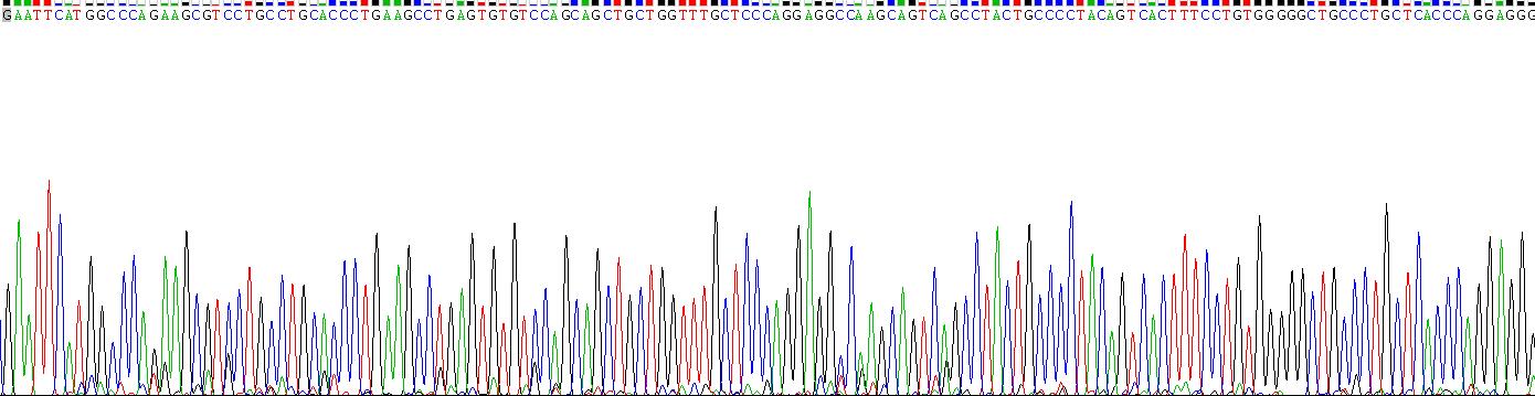 Recombinant Cytidine Deaminase (CDA)