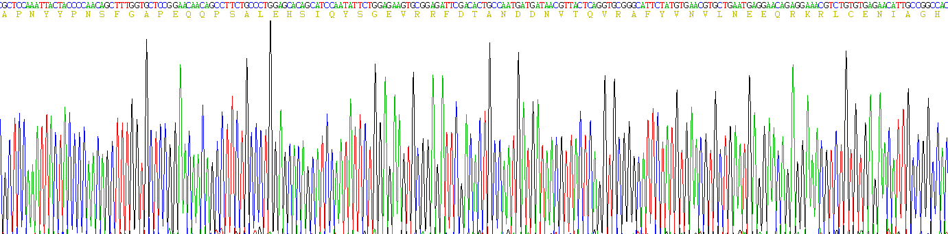 Recombinant Catalase (CAT)