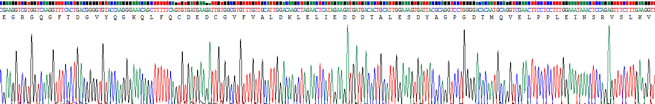 Recombinant Cylindromatosis (CYLD)