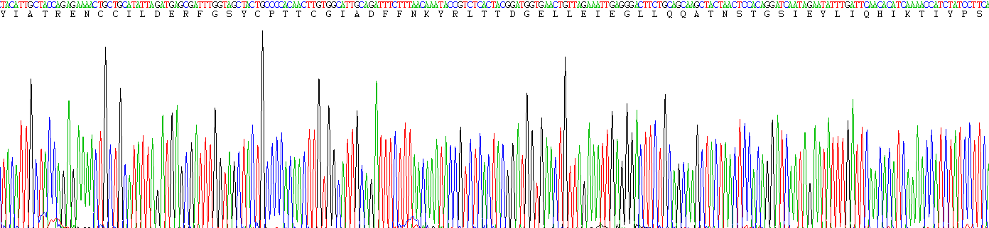 Recombinant Fibrinogen Gamma (FGg)