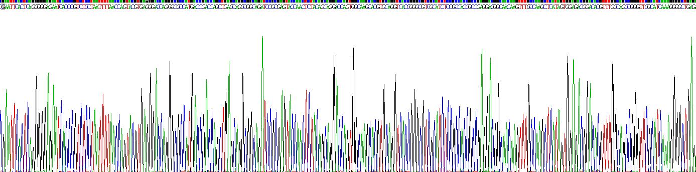 Recombinant Fibroblast Growth Factor 17 (FGF17)