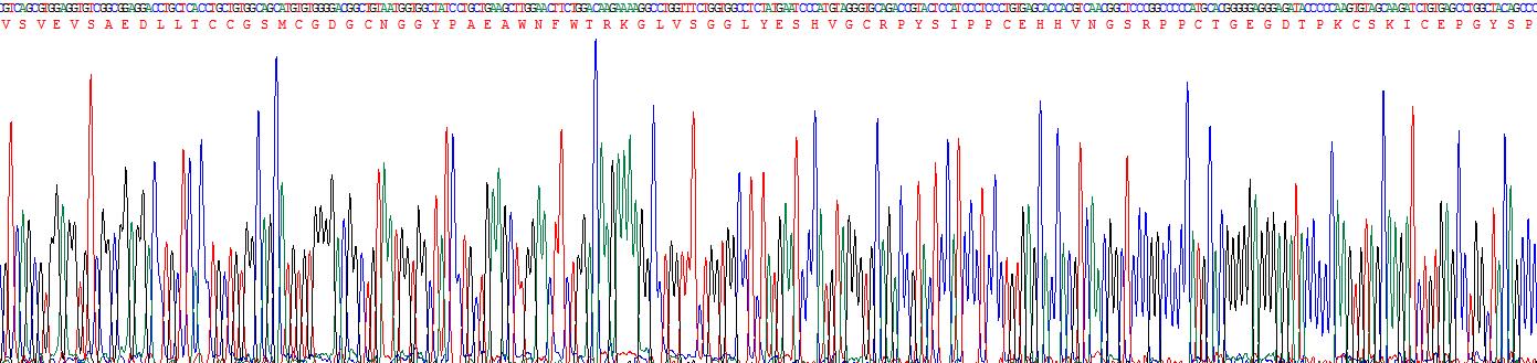 Recombinant Cathepsin B (CTSB)