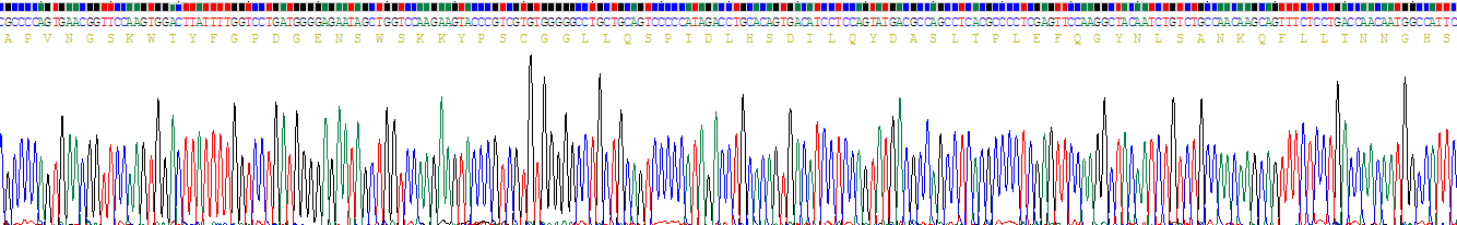 Recombinant Carbonic Anhydrase XII (CA12)