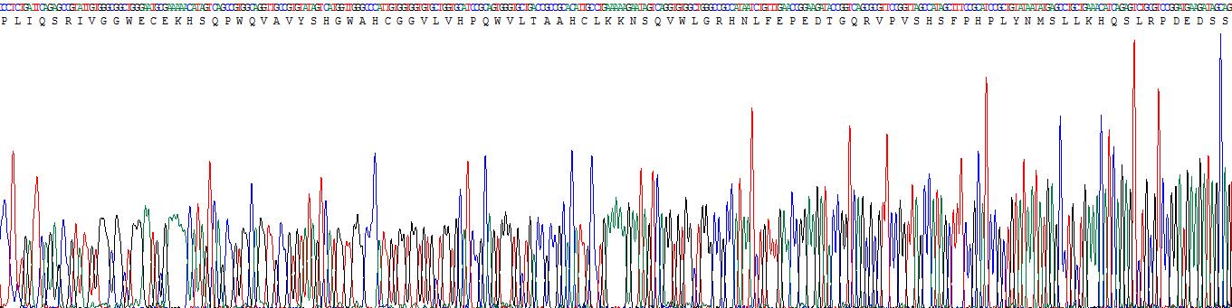 Recombinant Kallikrein 2 (KLK2)